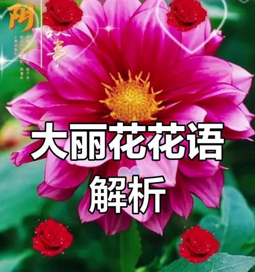 象征和睦富贵的花有哪些？它们的花语和寓意是什么？