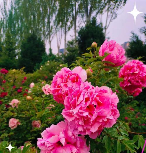 象征和睦富贵的花有哪些？它们的花语和寓意是什么？
