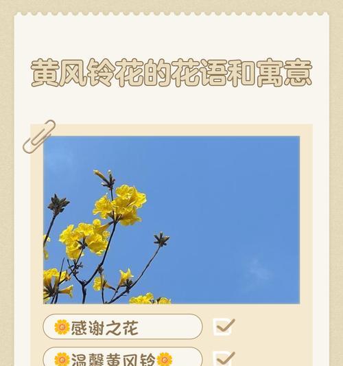 黄色开心果花代表什么？开心果花的寓意有哪些？