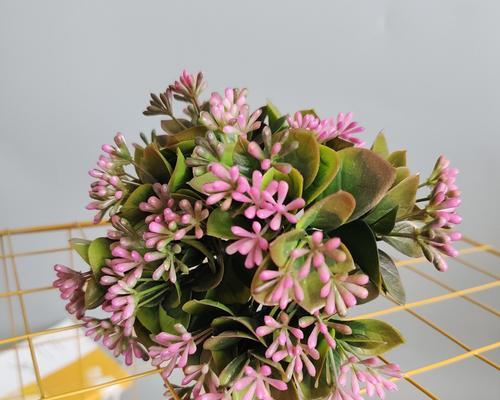 黄色开心果花代表什么？开心果花的寓意有哪些？
