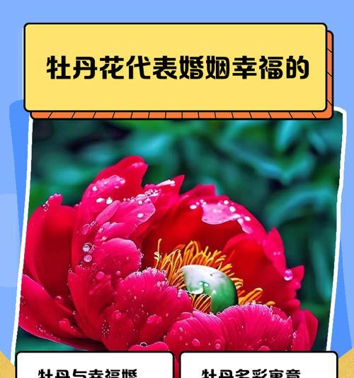 牡丹和玫瑰花各自有何寓意？