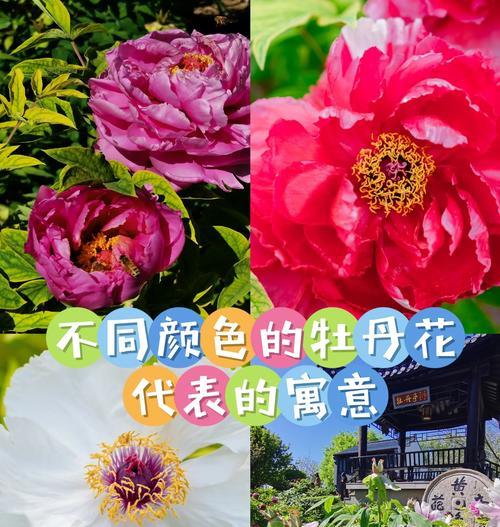 哪些花寓意代表好运？