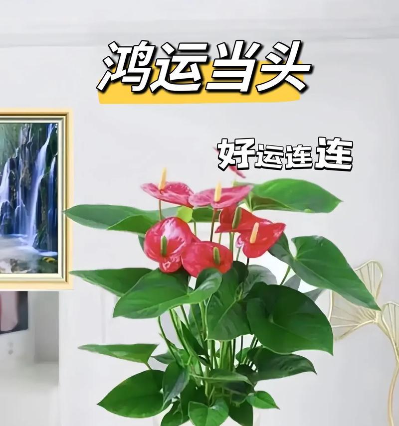 哪种花寓意吉祥如意？在传统节日中如何使用？