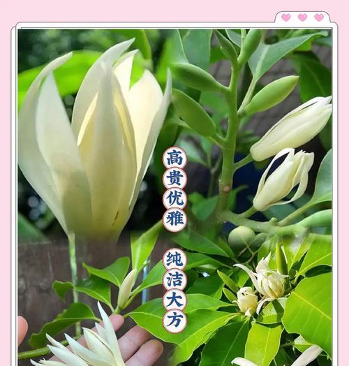 花与爱情的寓意有哪些？如何用花卉表达爱情？