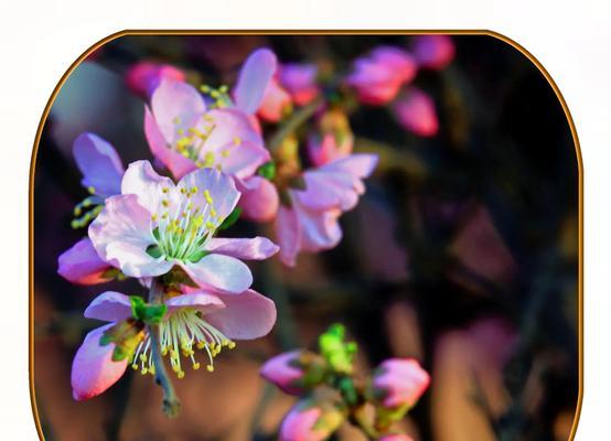 哪些仿真花寓意吉祥？它们的含义是什么？