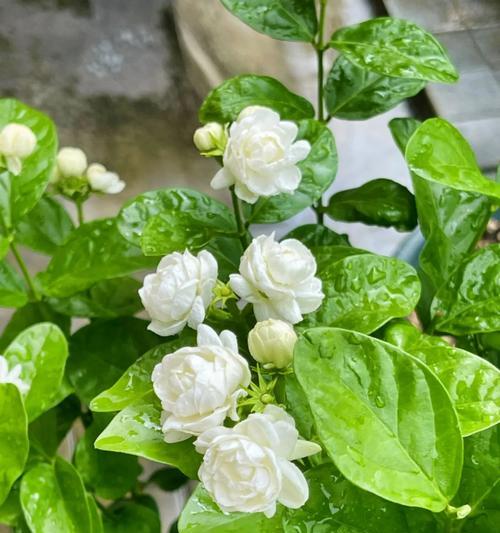 哪些仿真花寓意吉祥？它们的含义是什么？