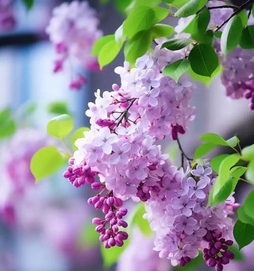 哪些仿真花寓意吉祥？它们的含义是什么？