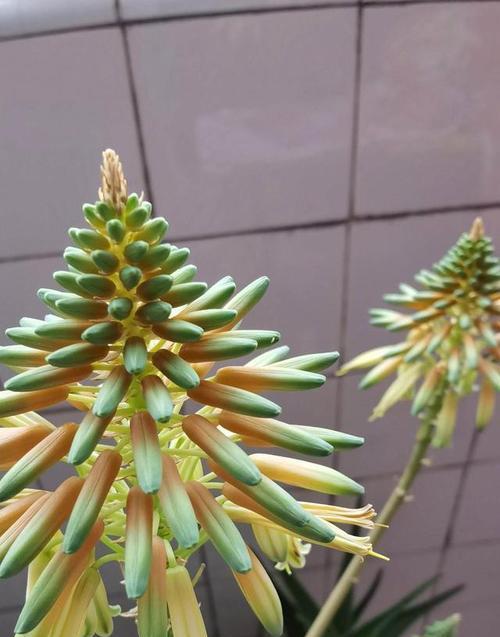 安房直子笔下的蓝色花有何深意？