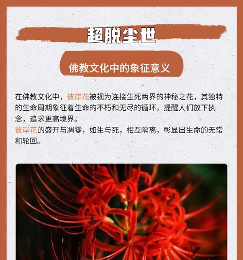 彼岸花的传说含义是什么？彼岸花在文化中的象征意义是什么？