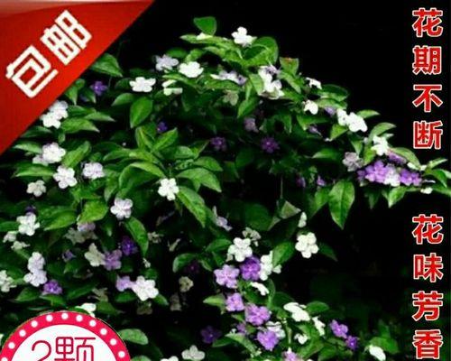 双色花的寓意是什么？