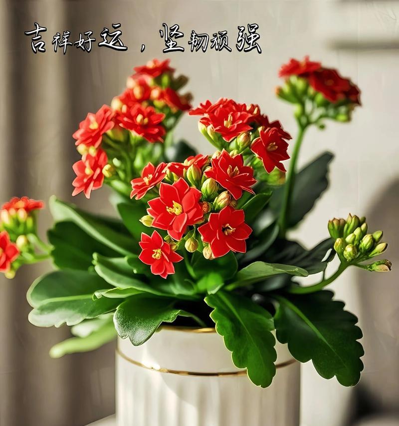 双色花的寓意是什么？