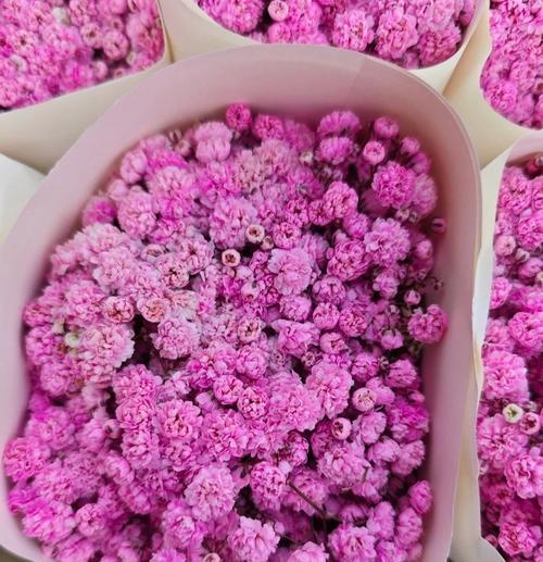 哪种花的花语是守望爱情？