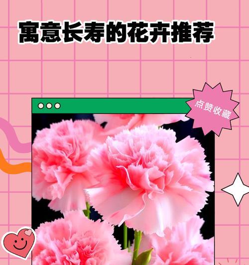 老人过生日适合送什么花？哪些花寓意长寿和健康？