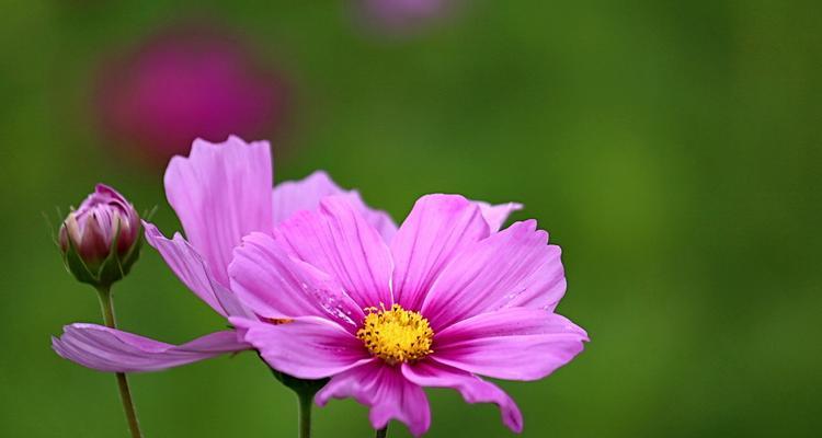 23朵幸福花代表什么？幸福花的含义是什么？