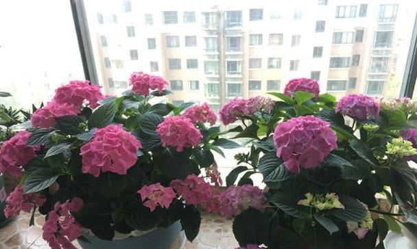 23朵幸福花代表什么？幸福花的含义是什么？