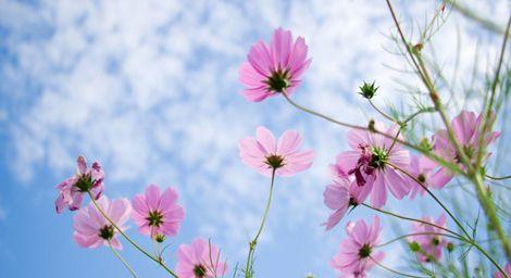 23朵幸福花代表什么？幸福花的含义是什么？