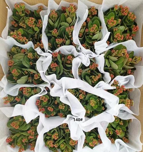 哪些盆栽花象征长寿？它们的寓意是什么？
