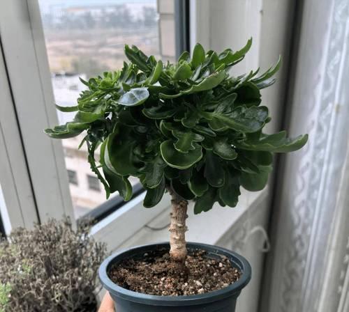 哪些盆栽花象征长寿？它们的寓意是什么？