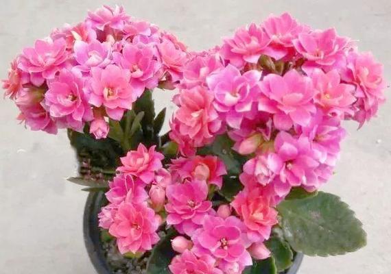 哪些盆栽花象征长寿？它们的寓意是什么？