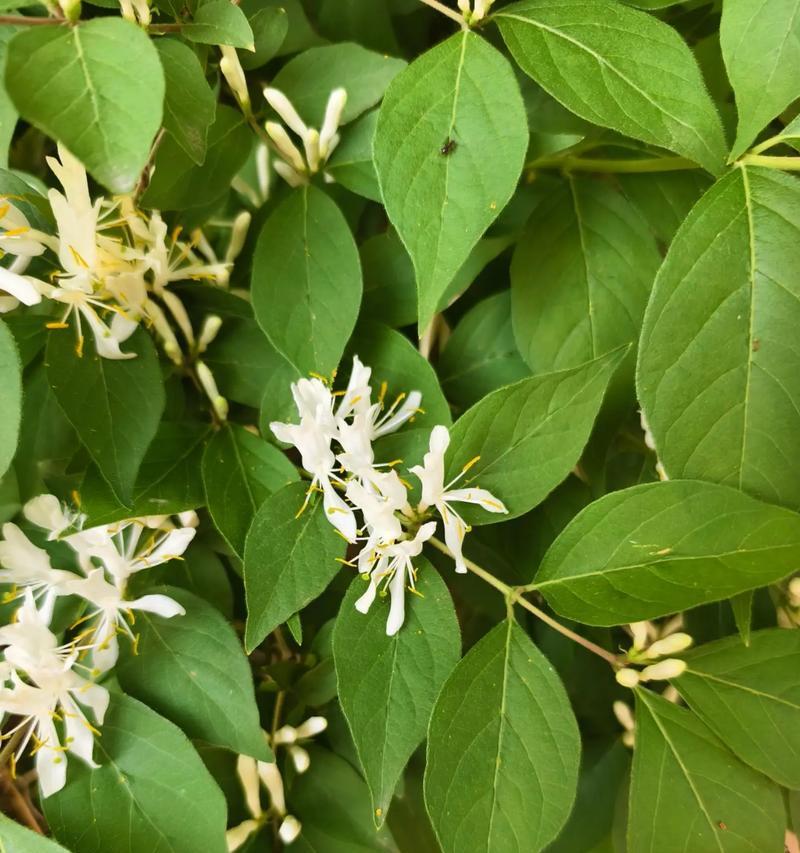 簪花绿色的花什么寓意？