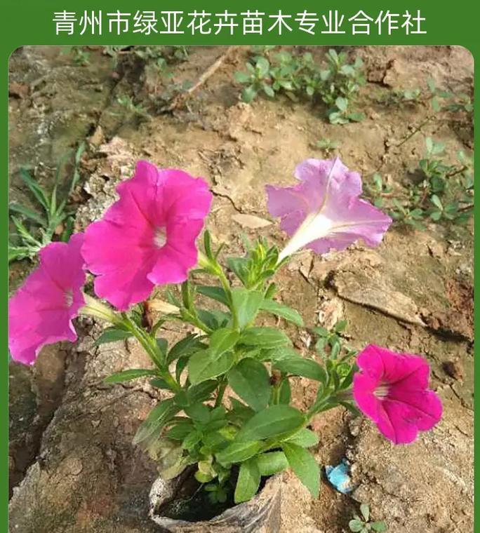簪花绿色的花什么寓意？