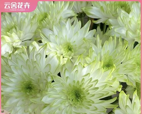 簪花绿色的花什么寓意？
