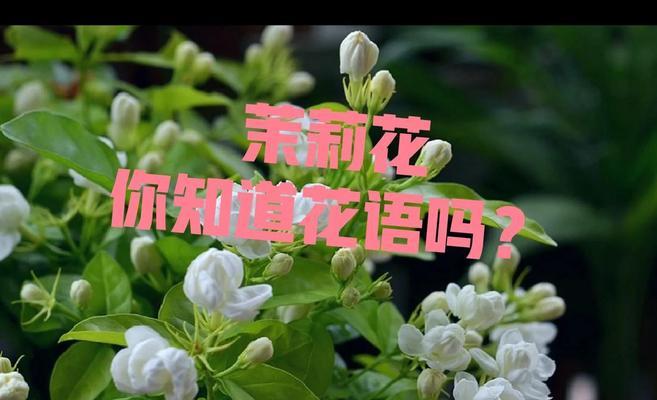 竹节茉莉花的寓意是什么？它们象征着什么？