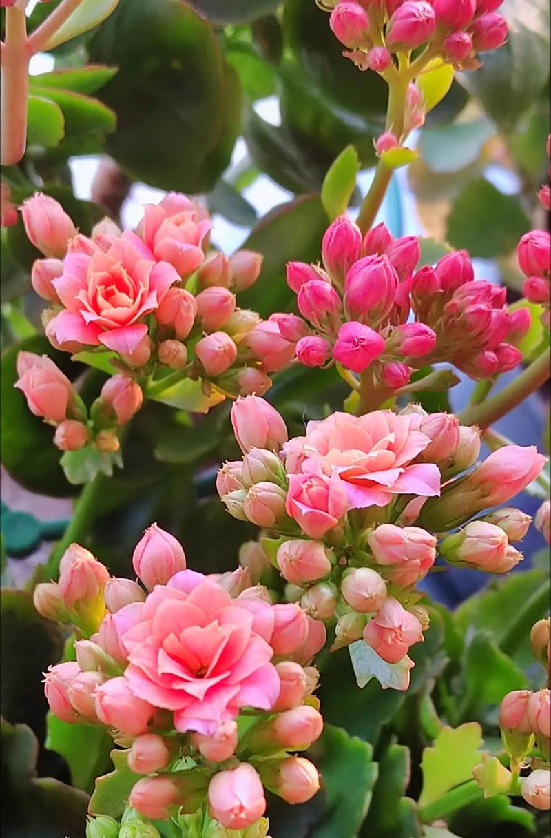 花和小草的爱情寓意是什么？爱情句子中花和小草代表什么？