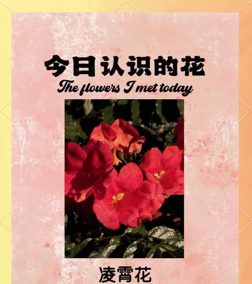 凌霄花象征什么样的爱情？它的花语有哪些含义？