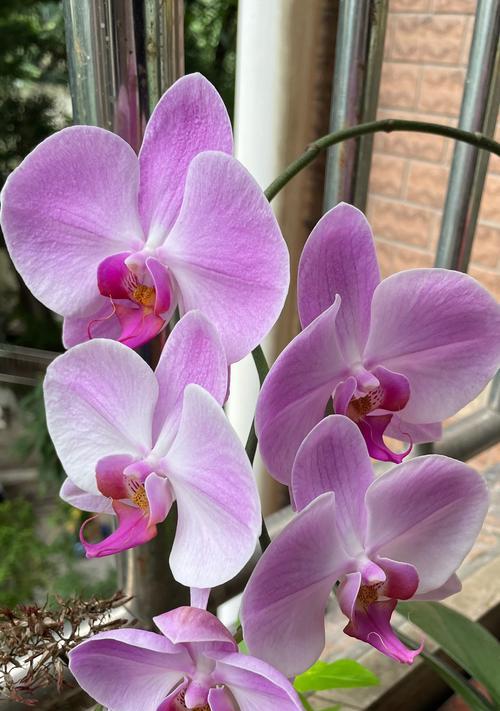 哪些兰花象征爱情？兰花的花语有哪些？