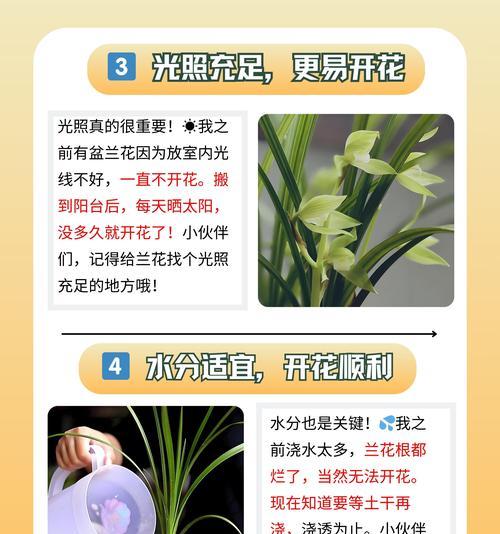 哪些兰花象征爱情？兰花的花语有哪些？