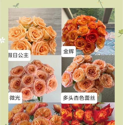橘色蔷薇花的寓意是什么？