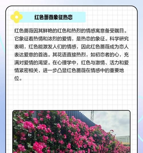 橘色蔷薇花的寓意是什么？