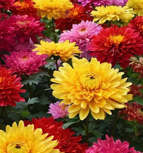 哪种花象征着节俭？