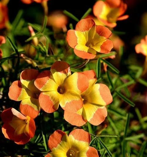 三色花的寓意和象征意义是什么？三色花的花语有哪些？