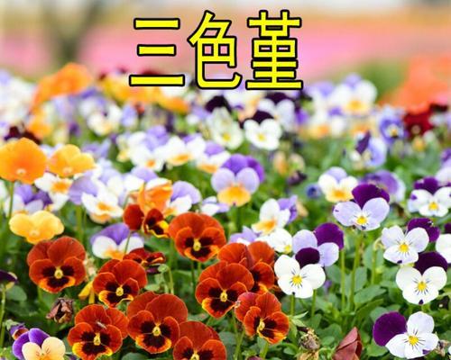三色花的寓意和象征意义是什么？三色花的花语有哪些？