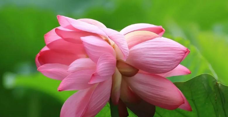 哪些花象征着好运气？它们的寓意是什么？