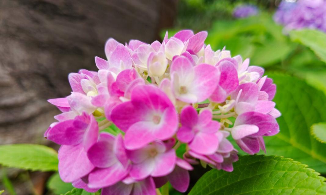 紫色和粉色花的含义是什么？这些颜色的花语有何不同？