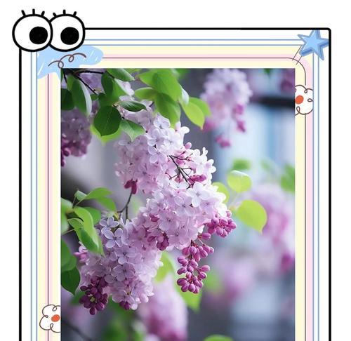紫色和粉色花的含义是什么？这些颜色的花语有何不同？