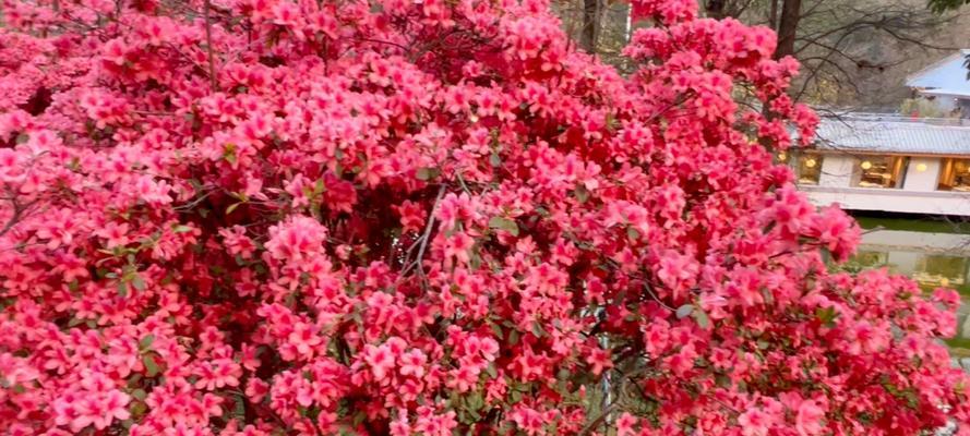红色杜鹃花代表什么？红色杜鹃花的象征意义是什么？