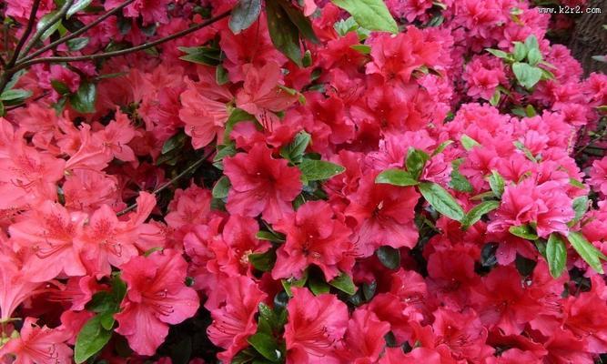 红色杜鹃花代表什么？红色杜鹃花的象征意义是什么？