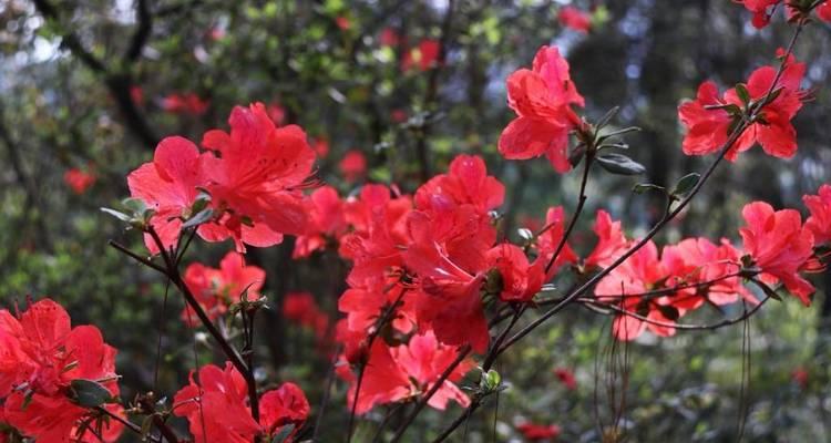 红色杜鹃花代表什么？红色杜鹃花的象征意义是什么？