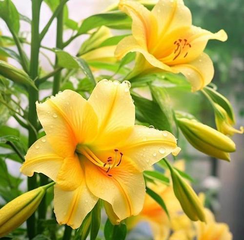 什么花象征可爱快乐？如何用花表达快乐？