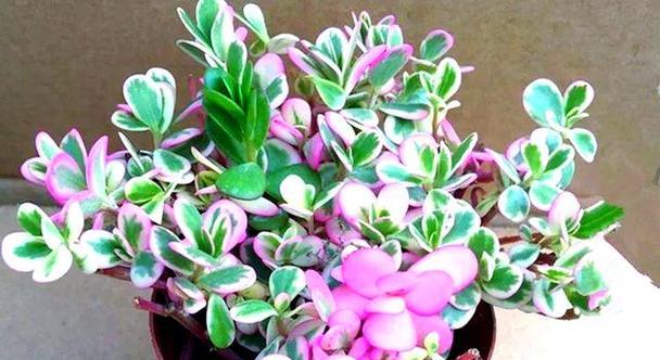 哪种颜色的花寓意好且易于养护？