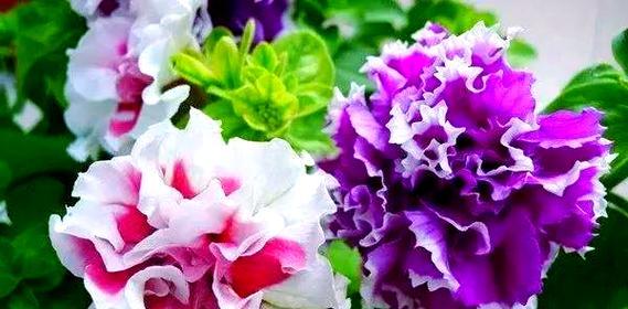 哪种颜色的花寓意好且易于养护？