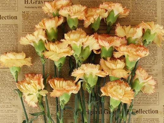 端午节送什么花合适？端午节花语是什么？