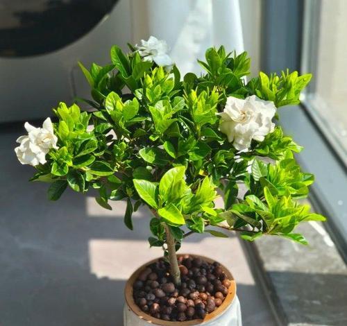 端午节送什么花合适？端午节花语是什么？