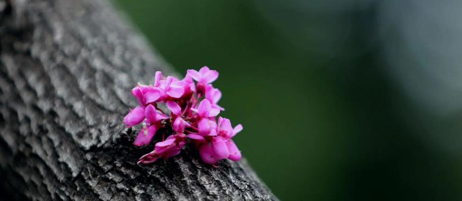 紫荆花象征着什么浪漫？它的花语是什么？