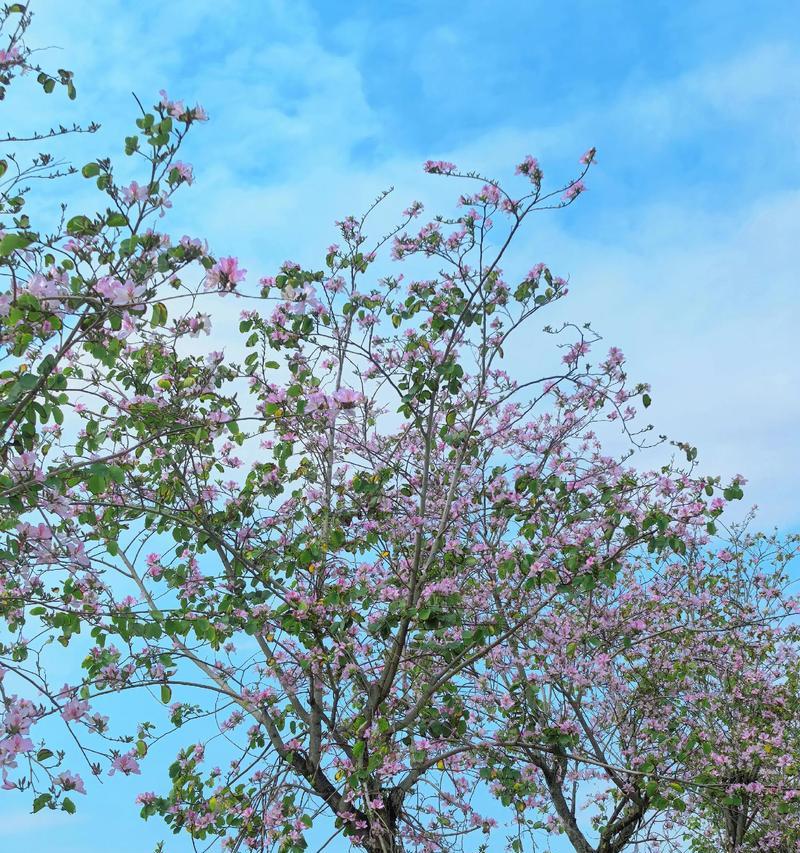 紫荆花象征着什么浪漫？它的花语是什么？