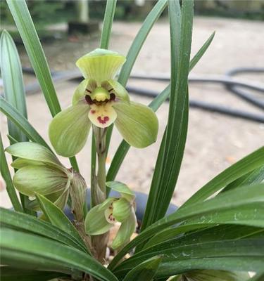 琥珀色的花代表什么？琥珀色花的含义是什么？